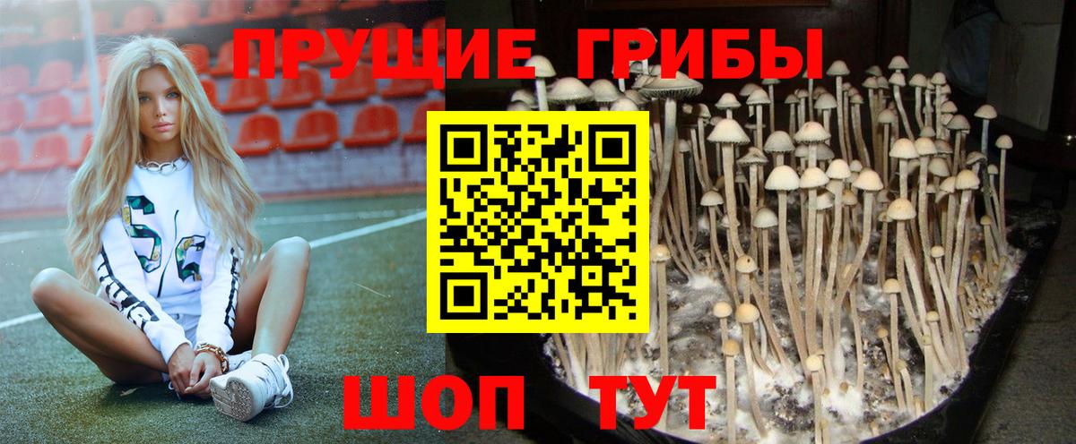 Костомукша  Псилоцибиновые грибы прущие грибы  Вход с VPN  Псилоцибиновые грибы мицелий 